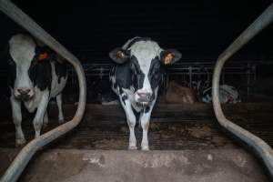 Cow in zero graze shed - In intensive dairy factory farms, cows are housed in large sheds where they are fed grain, hay and other fodder. Up to three times daily, they walk a short distance to a milking shed. These cows have no access to fresh grass and are not able to graze freely. - Captured at Vinnicombe dairy farm, Calivil VIC Australia.