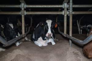 Cow lies in sand bed - Cows in dairy factory farms have access to sand beds, also known as loafing bays or stalls. These allow cows enough room to lay down off the hard concrete, but don't allow them to stretch their legs. - Captured at Vinnicombe dairy farm, Calivil VIC Australia.