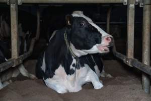 Cow lies in sand bed - Cows in dairy factory farms have access to sand beds, also known as loafing bays or stalls. These allow cows enough room to lay down off the hard concrete, but don't allow them to stretch their legs. - Captured at Vinnicombe dairy farm, Calivil VIC Australia.
