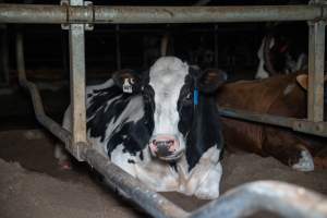 Cow lies in sand bed - Cows in dairy factory farms have access to sand beds, also known as loafing bays or stalls. These allow cows enough room to lay down off the hard concrete, but don't allow them to stretch their legs. - Captured at Vinnicombe dairy farm, Calivil VIC Australia.