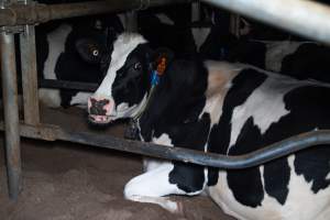 Cow lies in sand bed - Cows in dairy factory farms have access to sand beds, also known as loafing bays or stalls. These allow cows enough room to lay down off the hard concrete, but don't allow them to stretch their legs.
- Captured at Vinnicombe dairy farm, Calivil VIC Australia.