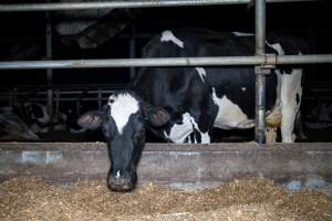 Cow in zero graze dairy - In intensive dairy factory farms, cows are housed in large sheds where they are fed grain, hay and other fodder. Up to three times daily, they walk a short distance to a milking shed. These cows have no access to fresh grass and are not able to graze freely. - Captured at Vinnicombe dairy farm, Calivil VIC Australia.