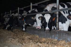 Cow in zero graze dairy - In intensive dairy factory farms, cows are housed in large sheds where they are fed grain, hay and other fodder. Up to three times daily, they walk a short distance to a milking shed. These cows have no access to fresh grass and are not able to graze freely. - Captured at Vinnicombe dairy farm, Calivil VIC Australia.