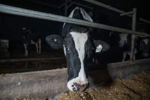 Cow in zero graze dairy - In intensive dairy factory farms, cows are housed in large sheds where they are fed grain, hay and other fodder. Up to three times daily, they walk a short distance to a milking shed. These cows have no access to fresh grass and are not able to graze freely. - Captured at Vinnicombe dairy farm, Calivil VIC Australia.