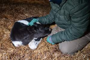 Investigator interacts with calf - Captured at Vinnicombe dairy farm, Calivil VIC Australia.