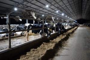 Cows in zero graze barn - In intensive dairy factory farms, cows are housed in large sheds where they are fed grain, hay and other fodder. Up to three times daily, they walk a short distance to a milking shed. These cows have no access to fresh grass and are not able to graze freely.
- Captured at Vinnicombe dairy farm, Calivil VIC Australia.