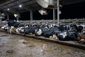 Cows in zero graze barn - Captured at Vinnicombe dairy farm, Calivil VIC Australia.