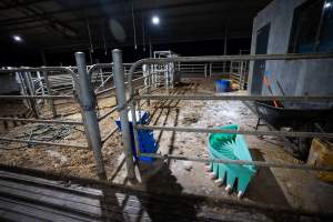 Calf and maternity pens - Captured at Vinnicombe dairy farm, Calivil VIC Australia.