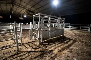 Cow crush - Cows are forced into a crush to be impregnated, pregnancy tested and to be wormed. - Captured at Vinnicombe dairy farm, Calivil VIC Australia.