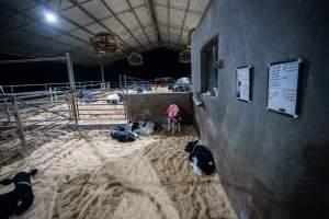 Within 24 hours of birth, calves are removed from their mothers and moved to a separate pen. Female calves will be raised as replacement milkers, while male calves and any surplus females will be sent to slaughter at just five days old.
- Captured at Vinnicombe dairy farm, Calivil VIC Australia.