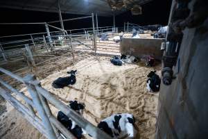 Within 24 hours of birth, calves are removed from their mothers and moved to a separate pen. Female calves will be raised as replacement milkers, while male calves and any surplus females will be sent to slaughter at just five days old.
- Captured at Vinnicombe dairy farm, Calivil VIC Australia.