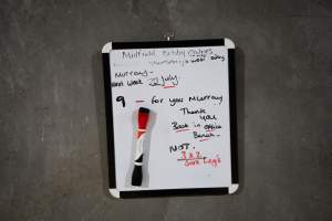 Whiteboard showing that bobby calves are killed at Midfield Meats in Warrnambool, Vic. - Within 24 hours of birth, calves are removed from their mothers and moved to a separate pen. Female calves will be raised as replacement milkers, while male calves and any surplus females will be sent to slaughter at just five days old. Bobby calves from this farm are sent to be killed at Midfield Meats in Warrnambool, Vic. - Captured at Vinnicombe dairy farm, Calivil VIC Australia.
