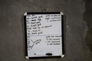Whiteboard showing calf information - Within 24 hours of birth, calves are removed from their mothers and moved to a separate pen. Female calves will be raised as replacement milkers, while male calves and any surplus females will be sent to slaughter at just five days old. Bobby calves from this farm are sent to be killed at Midfield Meats in Warrnambool, Vic. - Captured at Vinnicombe dairy farm, Calivil VIC Australia.