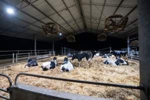 Maternity shed - Like most dairy farms, dairy factory farms use artificial insemination. When they are close to giving birth, cows are moved to a separate, maternity shed which has straw covering the concrete floor. Here they give birth and are briefly allowed to nurse their calf. Within 24 hours of birth, calves are removed from their mothers and moved to a separate pen. Female calves will be raised as replacement milkers, while male calves and any surplus females will be sent to slaughter at just five days old - Captured at Vinnicombe dairy farm, Calivil VIC Australia.