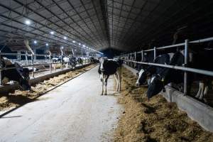 Cow in aisle of zero graze shed - In intensive dairy factory farms, cows are housed in large sheds where they are fed grain, hay and other fodder. Up to three times daily, they walk a short distance to a milking shed. These cows have no access to fresh grass and are not able to graze freely. - Captured at Vinnicombe dairy farm, Calivil VIC Australia.