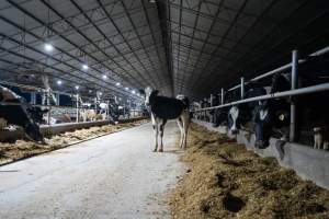 Cow in aisle of zero graze shed - In intensive dairy factory farms, cows are housed in large sheds where they are fed grain, hay and other fodder. Up to three times daily, they walk a short distance to a milking shed. These cows have no access to fresh grass and are not able to graze freely. - Captured at Vinnicombe dairy farm, Calivil VIC Australia.