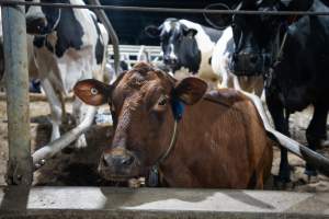 Cow in sand bed - Cows in dairy factory farms have access to sand beds, also known as loafing bays or stalls. These allow cows enough room to lay down off the hard concrete, but don't allow them to stretch their legs. - Captured at Vinnicombe dairy farm, Calivil VIC Australia.