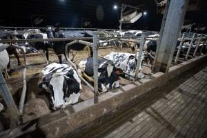 Cows in sand bed - Cows in dairy factory farms have access to sand beds, also known as loafing bays or stalls. These allow cows enough room to lay down off the hard concrete, but don't allow them to stretch their legs. - Captured at Vinnicombe dairy farm, Calivil VIC Australia.