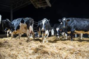 Cows in maternity shed - Like most dairy farms, dairy factory farms use artificial insemination. When they are close to giving birth, cows are moved to a separate, maternity shed which has straw covering the concrete floor. Here they give birth and are briefly allowed to nurse their calf. Within 24 hours of birth, calves are removed from their mothers and moved to a separate pen. Female calves will be raised as replacement milkers, while male calves and any surplus females will be sent to slaughter at just five days old. - Captured at Vinnicombe dairy farm, Calivil VIC Australia.