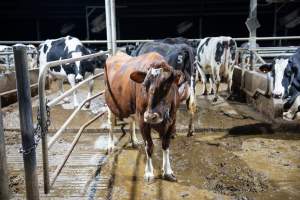 Cow in zero graze shed - In intensive dairy factory farms, cows are housed in large sheds where they are fed grain, hay and other fodder. Up to three times daily, they walk a short distance to a milking shed. These cows have no access to fresh grass and are not able to graze freely. - Captured at Vinnicombe dairy farm, Calivil VIC Australia.
