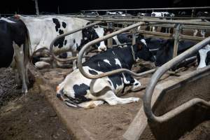 Cow in sand bed - Cows in dairy factory farms have access to sand beds, also known as loafing bays or stalls. These allow cows enough room to lay down off the hard concrete, but don't allow them to stretch their legs. - Captured at Vinnicombe dairy farm, Calivil VIC Australia.