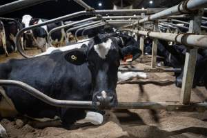 Cow in sand bed - Cows in dairy factory farms have access to sand beds, also known as loafing bays or stalls. These allow cows enough room to lay down off the hard concrete, but don't allow them to stretch their legs. - Captured at Vinnicombe dairy farm, Calivil VIC Australia.