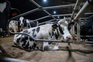 Cow in sand bed - Cows in dairy factory farms have access to sand beds, also known as loafing bays or stalls. These allow cows enough room to lay down off the hard concrete, but don't allow them to stretch their legs. - Captured at Vinnicombe dairy farm, Calivil VIC Australia.