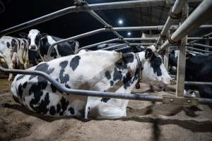 Cow in sand bed - Cows in dairy factory farms have access to sand beds, also known as loafing bays or stalls. These allow cows enough room to lay down off the hard concrete, but don't allow them to stretch their legs. - Captured at Vinnicombe dairy farm, Calivil VIC Australia.