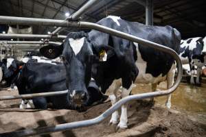 Cow in sand bed - Cows in dairy factory farms have access to sand beds, also known as loafing bays or stalls. These allow cows enough room to lay down off the hard concrete, but don't allow them to stretch their legs. - Captured at Vinnicombe dairy farm, Calivil VIC Australia.