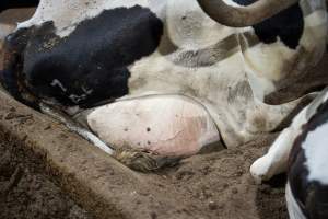 Cow in sand bed - Cows in dairy factory farms have access to sand beds, also known as loafing bays or stalls. These allow cows enough room to lay down off the hard concrete, but don't allow them to stretch their legs. - Captured at Vinnicombe dairy farm, Calivil VIC Australia.