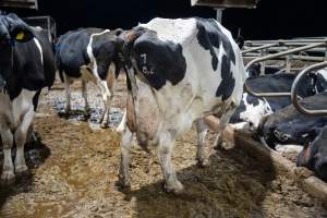 Cows in sand bed - Cows in dairy factory farms have access to sand beds, also known as loafing bays or stalls. These allow cows enough room to lay down off the hard concrete, but don't allow them to stretch their legs. - Captured at Vinnicombe dairy farm, Calivil VIC Australia.