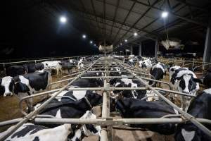 Cows in sand bed - Cows in dairy factory farms have access to sand beds, also known as loafing bays or stalls. These allow cows enough room to lay down off the hard concrete, but don't allow them to stretch their legs.
- Captured at Vinnicombe dairy farm, Calivil VIC Australia.