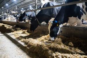 Cows in zero graze shed - In intensive dairy factory farms, cows are housed in large sheds where they are fed grain, hay and other fodder. Up to three times daily, they walk a short distance to a milking shed. These cows have no access to fresh grass and are not able to graze freely. - Captured at Vinnicombe dairy farm, Calivil VIC Australia.