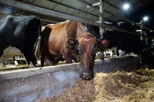 Cows in zero graze dairy - In intensive dairy factory farms, cows are housed in large sheds where they are fed grain, hay and other fodder. Up to three times daily, they walk a short distance to a milking shed. These cows have no access to fresh grass and are not able to graze freely. - Captured at Vinnicombe dairy farm, Calivil VIC Australia.