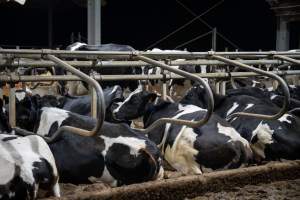 Cows in sand beds - Cows in dairy factory farms have access to sand beds, also known as loafing bays or stalls. These allow cows enough room to lay down off the hard concrete, but don't allow them to stretch their legs. - Captured at Vinnicombe dairy farm, Calivil VIC Australia.