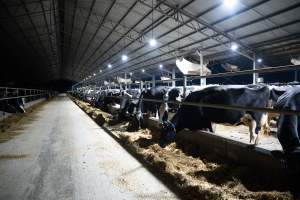 In intensive dairy factory farms, cows are housed in large sheds where they are fed grain, hay and other fodder. Up to three times daily, they walk a short distance to a milking shed. These cows have no access to fresh grass and are not able to graze freely. - Captured at Vinnicombe dairy farm, Calivil VIC Australia.