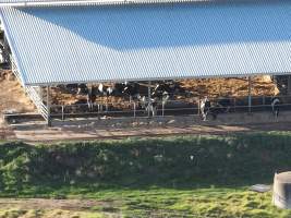 Drone flyover of Vinnicombe dairy - Captured at Vinnicombe dairy farm, Calivil VIC Australia.