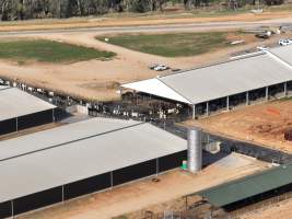 Drone flyover of Moxey Dairy - Moxey Farms is the first and largest property operated by Australian Fresh Milk Holdings (AFMH). It is also the largest single-site dairy in the country, housing and milking thousands of cows across nine freestall barns and three milking parlours, plus a maternity shed, feed centre and hospital. AFMH is the country’s biggest dairy farming operator.
At any given time, Moxey Dairy houses 11,000 cows and is milking 5,500 of those cows each day, producing 40 litres of milk per cow per day. Annually, the farm produces 80 million litres of milk, or 220,000 litres per day.
- Captured at Moxey Dairy, Paytens Bridge NSW Australia.