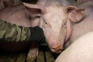 Pig in slaughterhouse holding pens - Captured at Edenhope Abattoir, Edenhope VIC Australia.