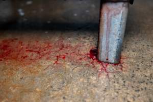 Blood on slaughterhouse kill room floor - Captured at Edenhope Abattoir, Edenhope VIC Australia.