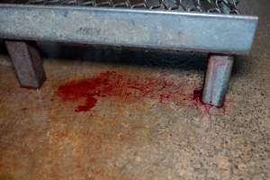Blood on slaughterhouse kill room floor - Captured at Edenhope Abattoir, Edenhope VIC Australia.
