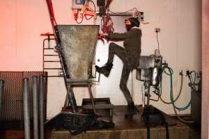 Investigator climbing in kill room - Captured at Edenhope Abattoir, Edenhope VIC Australia.