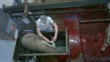 Sheep being electrically stunned - Captured at Edenhope Abattoir, Edenhope VIC Australia.
