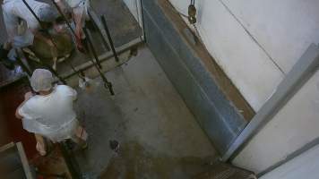 Sheep being stuck on kill room floor - Captured at Edenhope Abattoir, Edenhope VIC Australia.