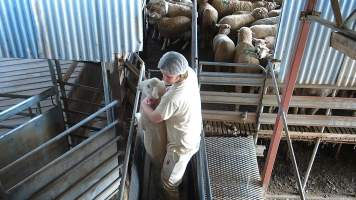 Sheep being dragged and thrown in race - Captured at Edenhope Abattoir, Edenhope VIC Australia.