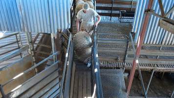 Sheep being thrown in race - Captured at Edenhope Abattoir, Edenhope VIC Australia.