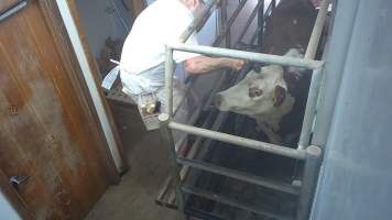 Cow in knockbox being shot with bolt gun - Captured at Edenhope Abattoir, Edenhope VIC Australia.