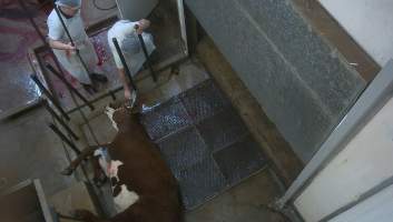 Cow in kill room being shot with bolt gun - Captured at Edenhope Abattoir, Edenhope VIC Australia.