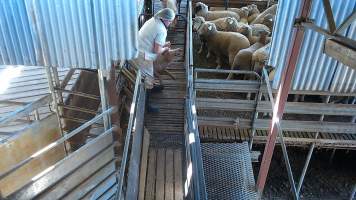 Pig being dragged by their ears - Captured at Edenhope Abattoir, Edenhope VIC Australia.