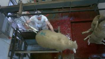 Sheep jumping out of stun box - Captured at Edenhope Abattoir, Edenhope VIC Australia.